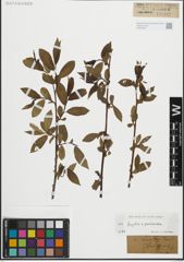 Foto von Salix fragilis L. x Salix pentandra L.